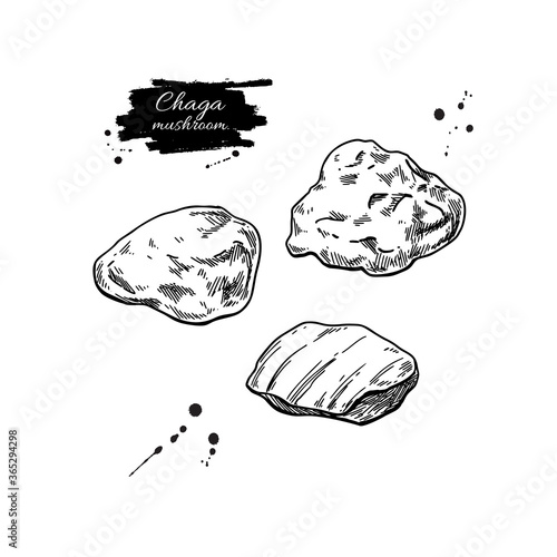 Crushed chaga mushroom vector drawing. Botanical illustration.