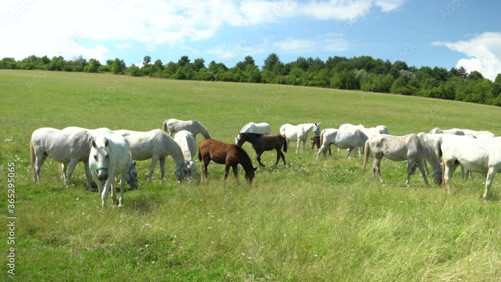 Lipizzan horses graze on a green meadow. Lipizzan horses graze on a green meadow.