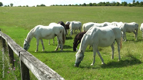 Lipizzan horses graze on a green meadow. photo