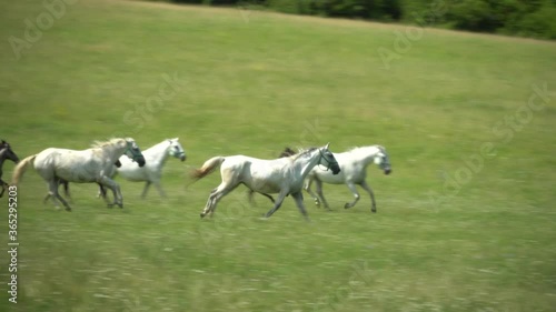 Lipizzan horses graze on a green meadow. photo