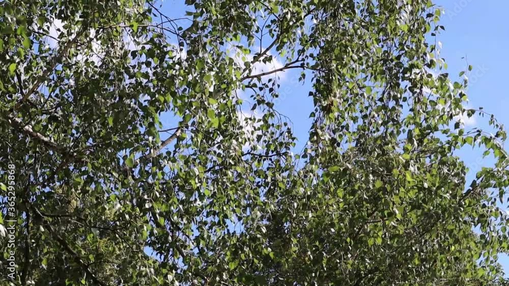 Leaves on a tree on a background of the sky Leaves on a tree on a background of the sky