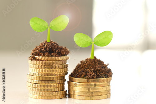 Small young plant sprouts on stacks of golden coins, with bright window light. Business, finance, money savings and investment concept.
