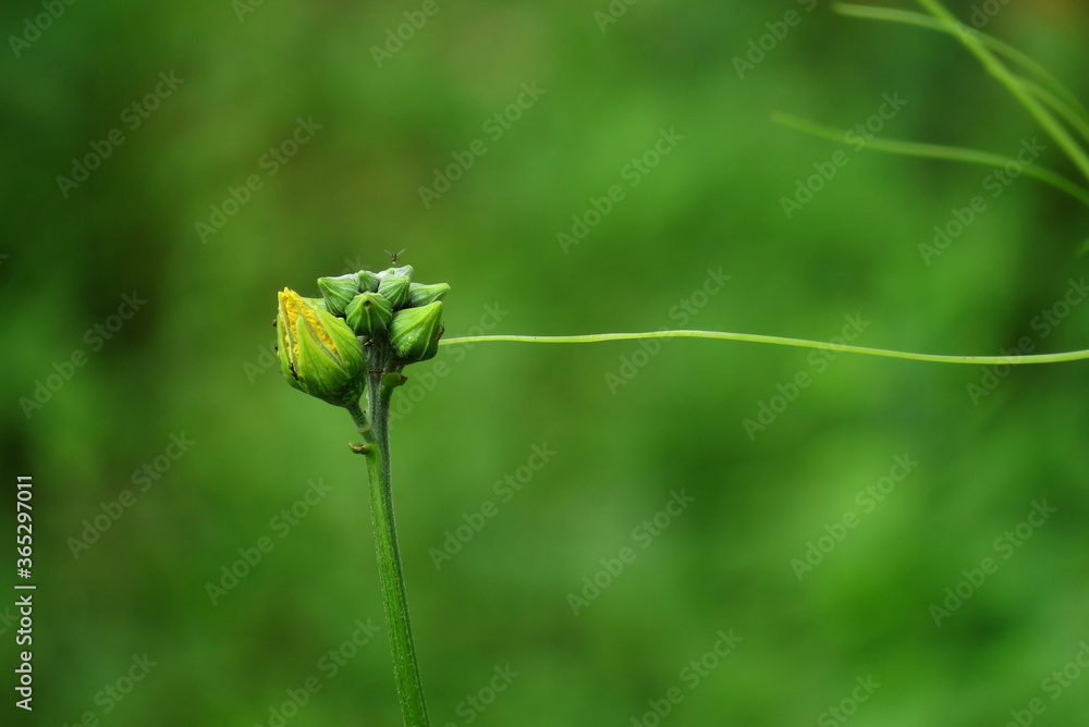 pumpkin buds and flowers.pumpkin vegetable flower. pumpkin buds and flowers.pumpkin vegetable flower.