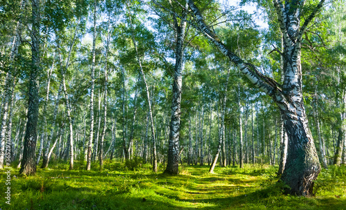 beautiful birch forest glade, outdoor natural scene © Yuriy Kulik