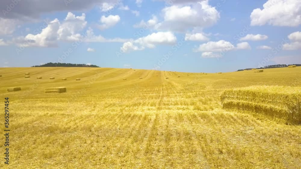 cereal growing fields with beautiful gold color with alpaca dry grass cereal growing fields with beautiful gold color with alpaca dry grass