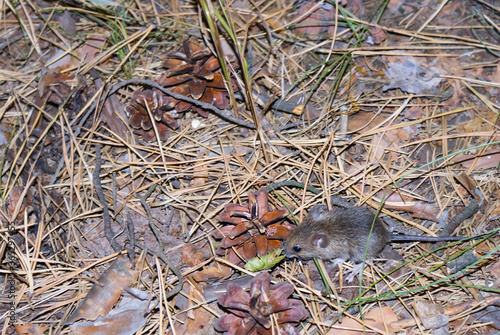 small mounse fide in a forest, outdoor animal scene
