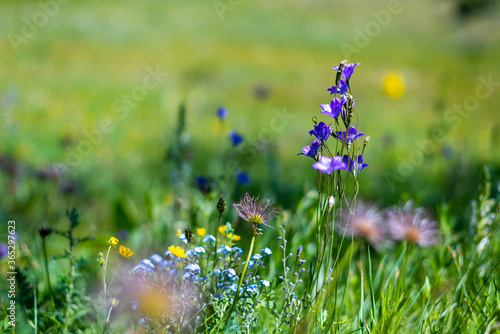 Alpine meadow in Altai mountains, Siberia Russia