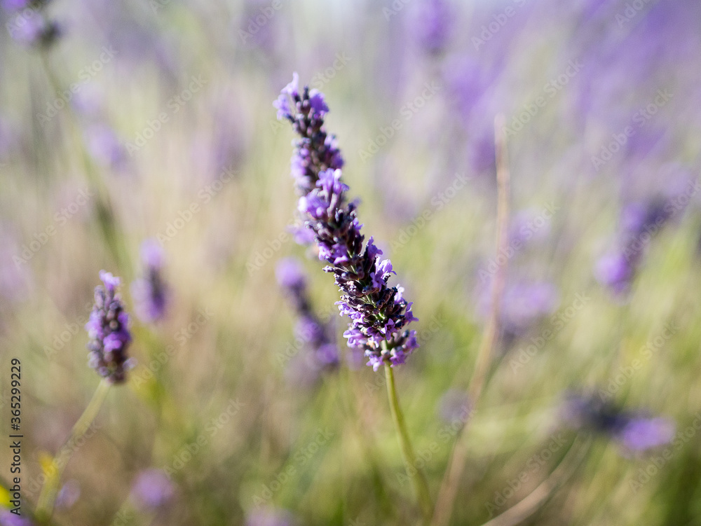 Naklejka premium Plateau de Valensole, Sud de la France 