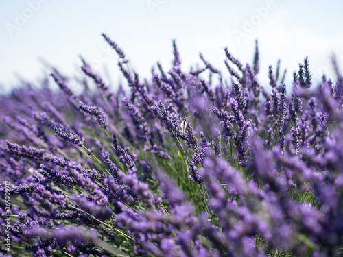 Plateau de Valensole  Sud de la France 