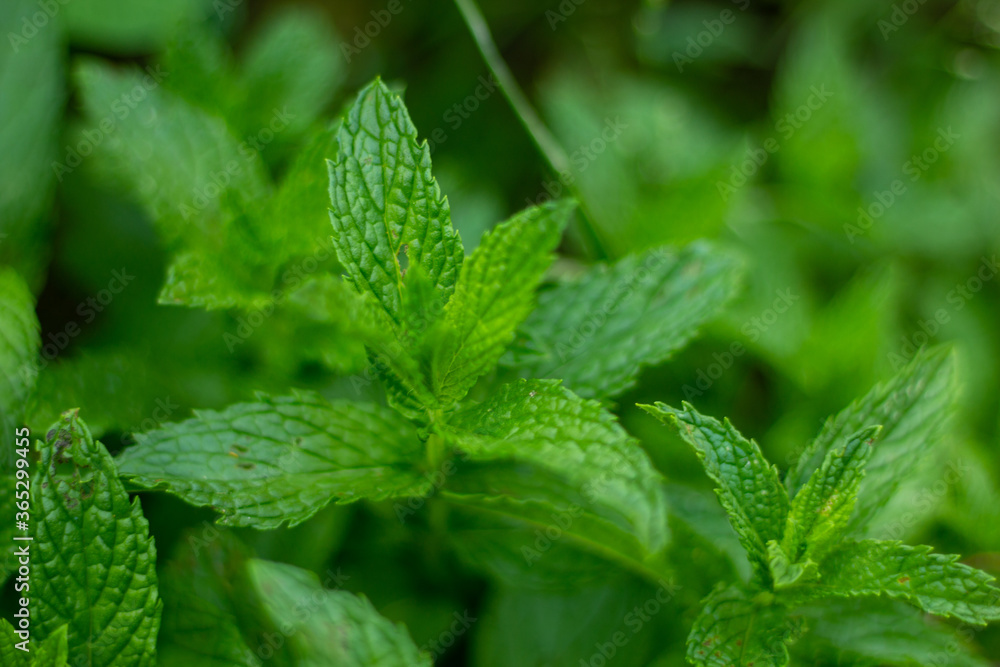 plante menthe verte boisson santé plante menthe verte boisson santé
