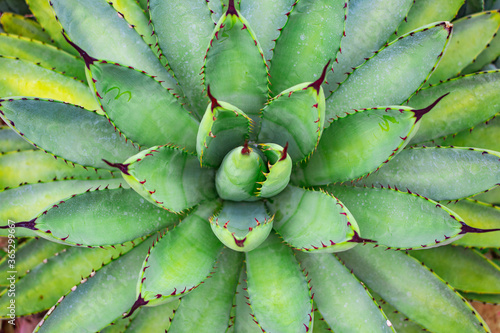 Agave plant evergreen thorny leaves in top view in the tropical botanical garden photo