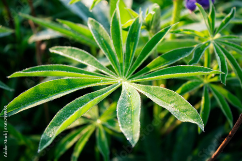 Green lupine leaf covered with dew at sunrise