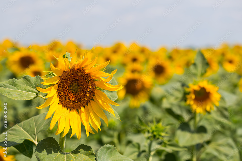 closeup summer sunflower field, summer agricultural background