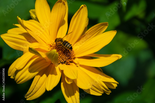 bee on yellow flower