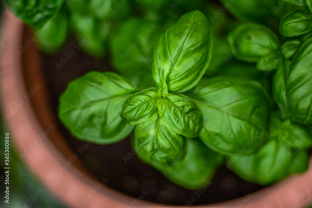 Fresh organic green basil leaves Fresh organic green basil leaves