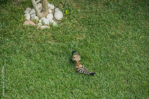 bird with bright plumage looking for insects in the grass. Bird Upupa