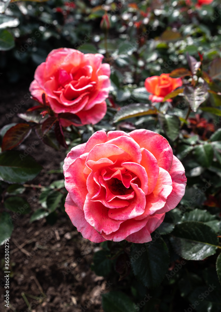 Garden Rose, Breeding Variety 'Candelabra' Garden Rose, Breeding Variety 'Candelabra'