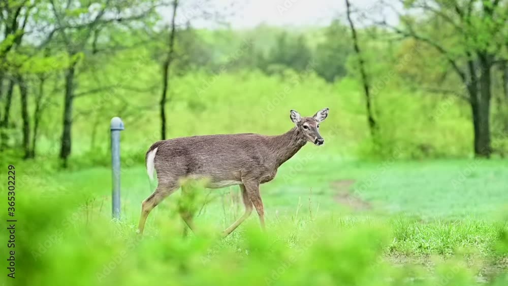 Single female deer walking in green grass meadow with head down, stops and looks up attentively, handheld close up pan Single female deer walking in green grass meadow with head down, stops and looks up attentively, handheld close up pan