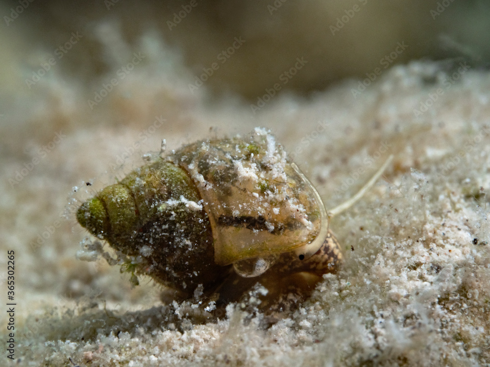 Juvenile Lister's river snail, Junge Spitze Sumpfdeckelschnecke (Viviparus contectus)