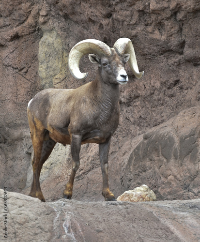 Bighorm Mountain Sheep Ram