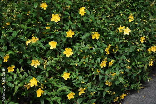 Fotografie Yellow flowers of Hypericum Calycinum Hidcote, in the garden.