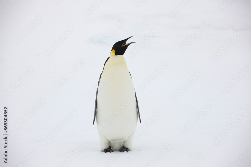 Antarctica emperor penguin close up on a cloudy winter day