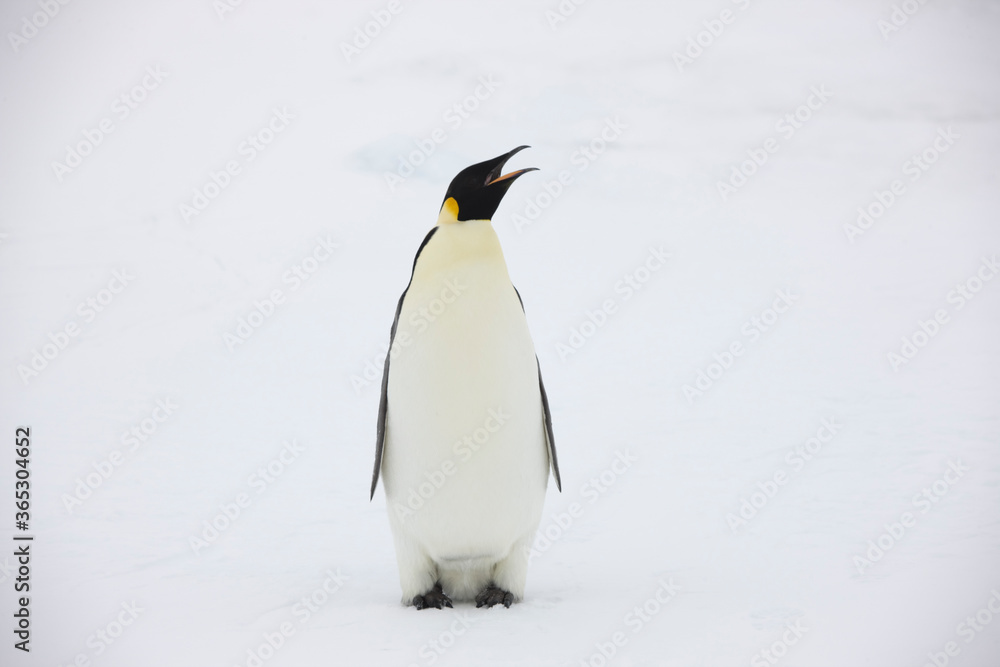Obraz premium Antarctica emperor penguin close up on a cloudy winter day