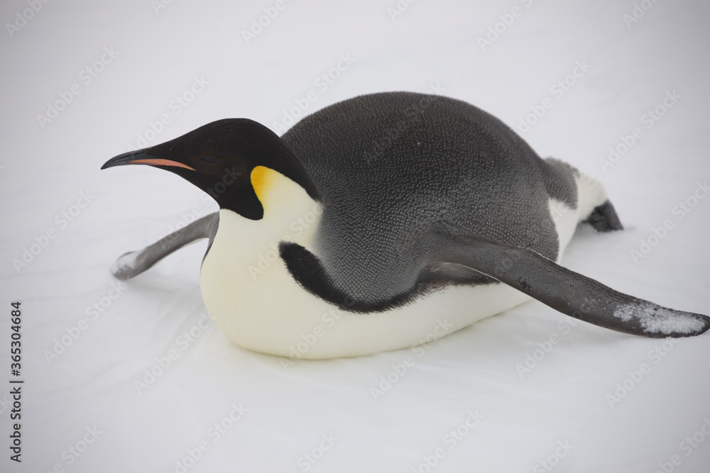 Naklejka premium Antarctica emperor penguin close up on a cloudy winter day