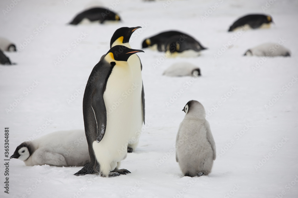 Antarctica emperor penguin chick with parents on a cloudy winter day