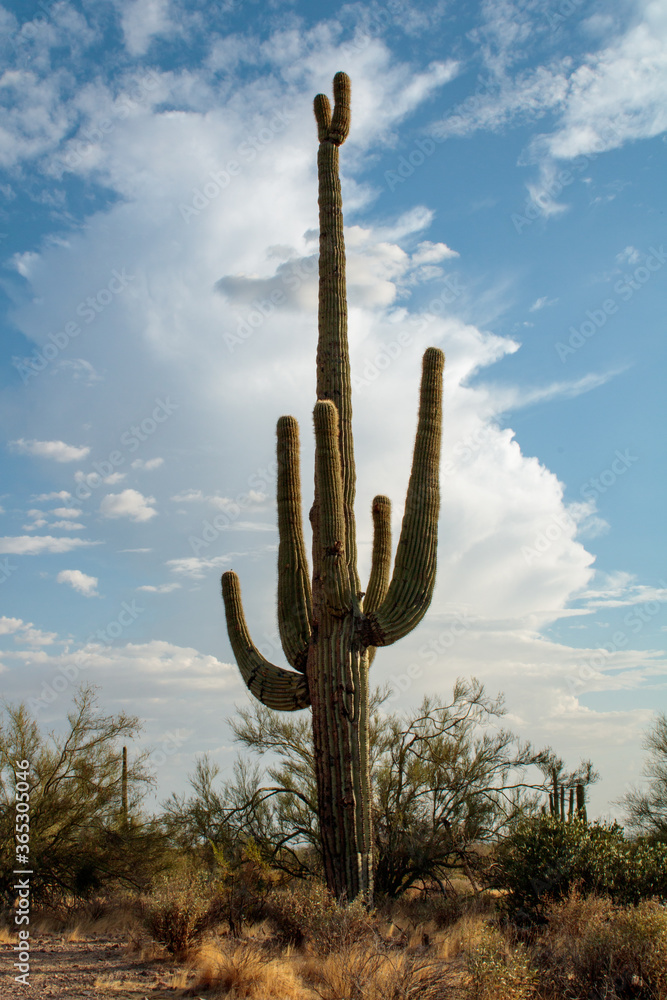 Large Saguaro in the desert with a pending monsoon clouds in the background