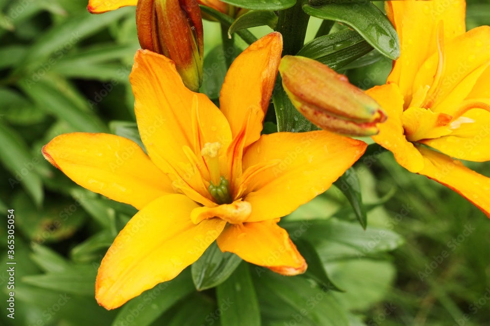 Beautiful yellow Lily in the summer garden Beautiful yellow Lily in the summer garden