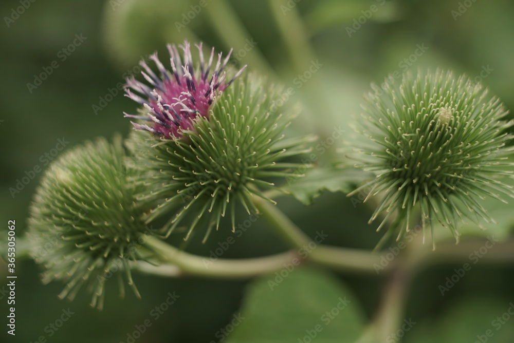 beautiful burdock flowering close up beautiful burdock flowering close up
