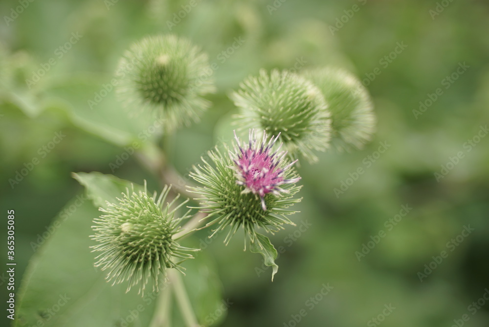 beautiful burdock flowering close up beautiful burdock flowering close up