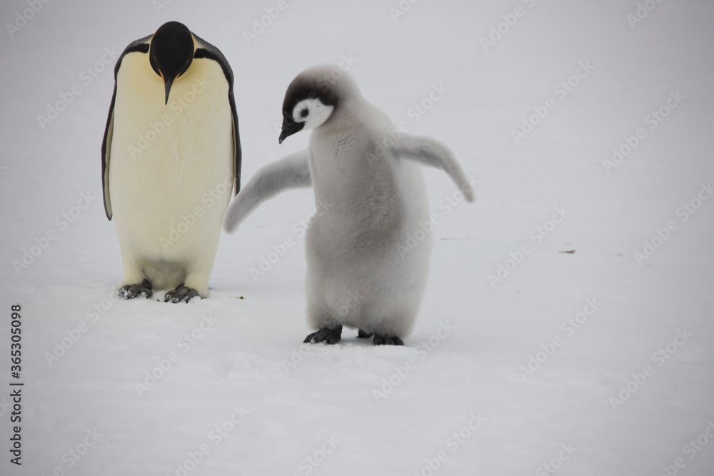 Obraz premium Antarctica emperor penguin chick with parents on a cloudy winter day