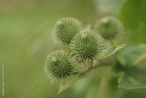 young green seeds of thistle