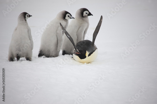 Antarctica school for the emperor penguin on a cloudy winter day