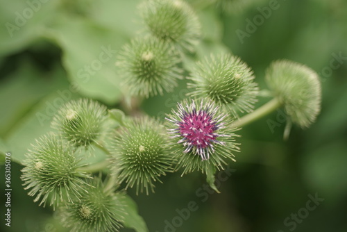 beautiful burdock flowering close up