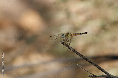Bright yellow striped dragonfly