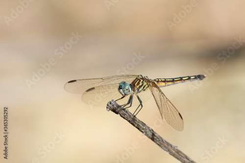 Bright yellow striped dragonfly