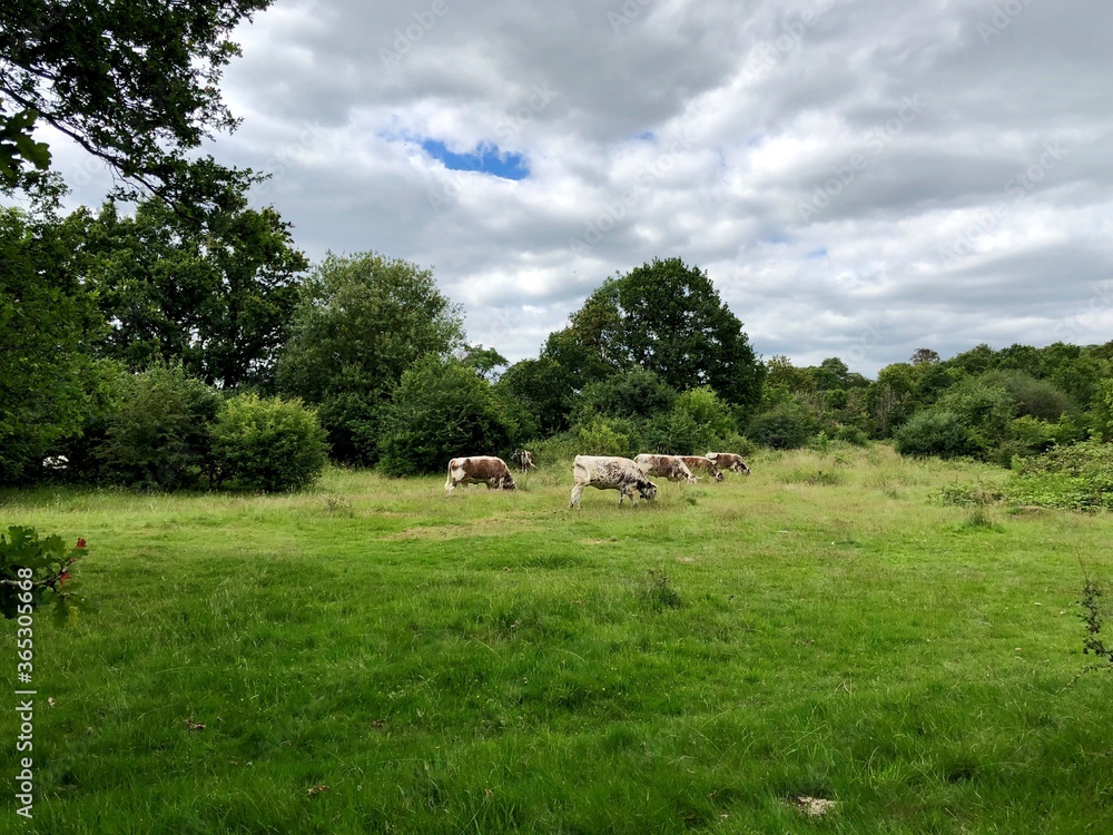 Rare breed English longhorn cow Rare breed English longhorn cow