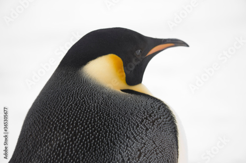 Antarctica portrait of an emperor penguin close up on a cloudy winter day