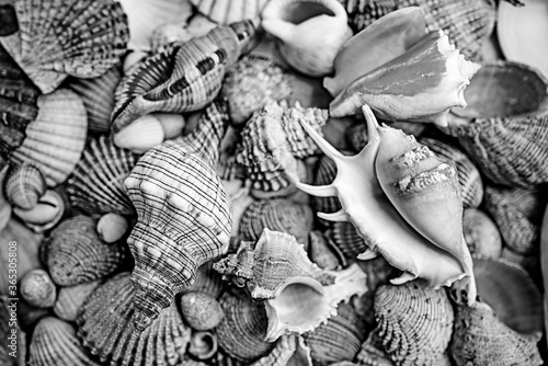 фотографія sea shells a textured background
