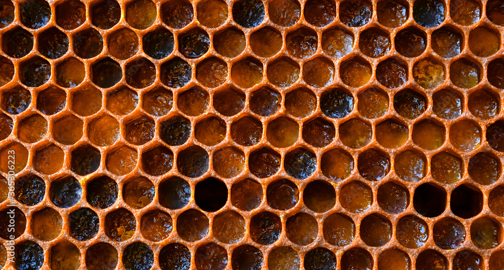 pollen filled bee honeycombs, beeswax pollen filled bee honeycombs, beeswax