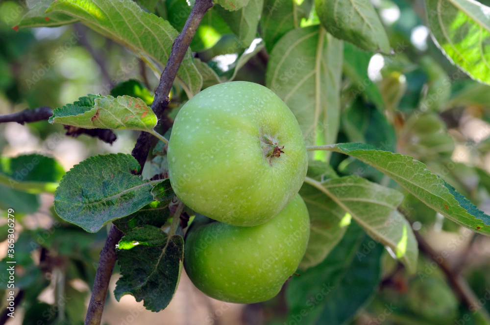 green apples on the tree on a background of green leaves