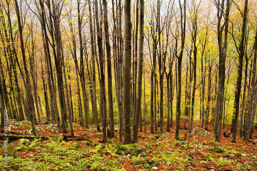 Fototapeta premium Autumn landscape in the Carpathians Range, Romania, Europe