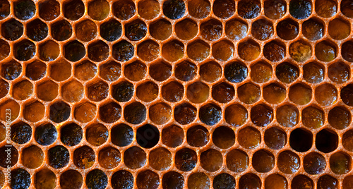 pollen filled bee honeycombs, beeswax