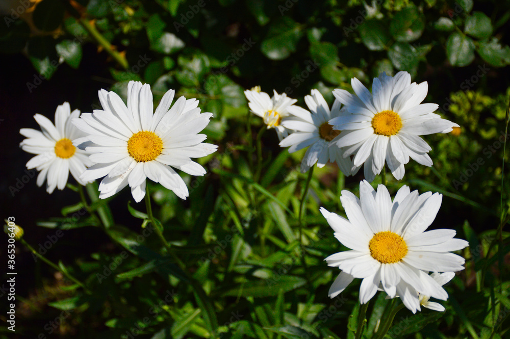 daisies with white petals blossomed in the garden. in the middle of the flower is a circle with yellow pollen daisies with white petals blossomed in the garden. in the middle of the flower is a circle with yellow pollen