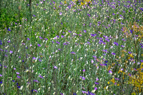 wildflowers bloomed in the steppe. purple and white flowers in a wild field, beauty in nature