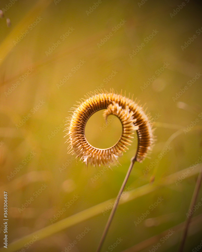lone brown curled flower in a field lone brown curled flower in a field