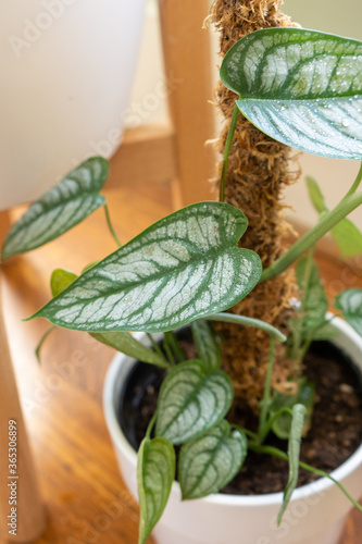 Monstera siltepecana leaf close up on totem pole photo